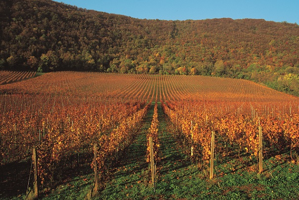 Inama San Lorenzo vyd